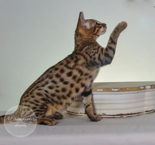 A1 Savannahs F5A Female Holly Savannah Kitten - Savannah Cats and Kittens for Sale