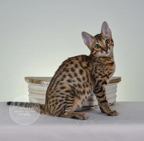 A1 Savannahs F5A Female Holly Savannah Kitten - Savannah Cats and Kittens for Sale