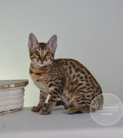 A1 Savannahs F5A Female Holly Savannah Kitten - Savannah Cats and Kittens for Sale