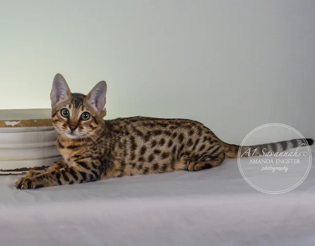 A1 Savannahs F5A Female Holly Savannah Kitten - Savannah Cats and Kittens for Sale