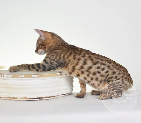 A1 Savannahs F5A Female Holly Savannah Kitten - Savannah Cats and Kittens for Sale