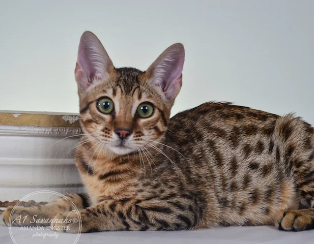 A1 Savannahs F5A Female Holly Savannah Kitten - Savannah Cats and Kittens for Sale