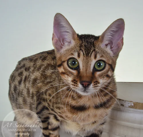 A1 Savannahs F5A Female Holly Savannah Kitten - Savannah Cats and Kittens for Sale