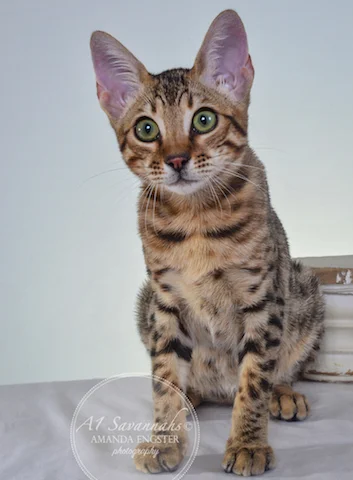 A1 Savannahs F5A Female Holly Savannah Kitten - Savannah Cats and Kittens for Sale