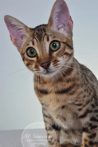 A1 Savannahs F5A Female Holly Savannah Kitten - Savannah Cats and Kittens for Sale