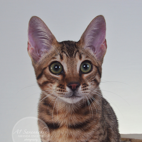 A1 Savannahs F5A Female Holly Savannah Kitten - Savannah Cats and Kittens for Sale