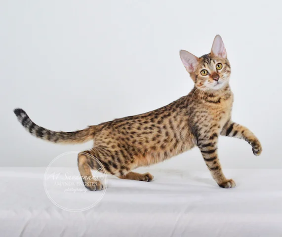 A1 Savannahs SBT Female Nadia Savannah Kitten - Savannah Cats and Kittens For Sale 