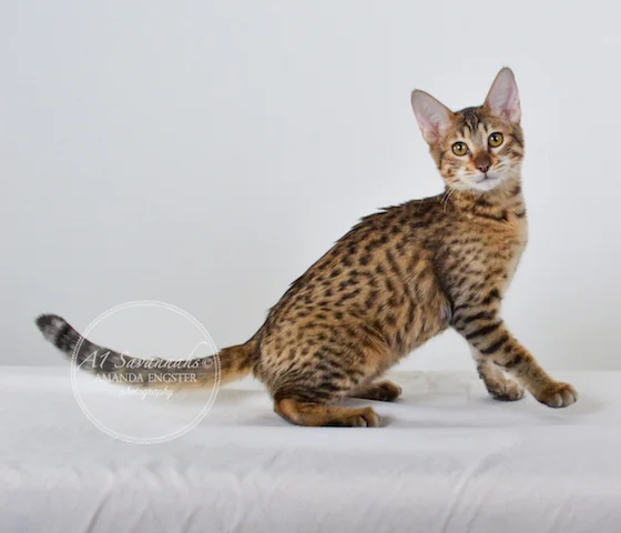 A1 Savannahs SBT Female Nadia Savannah Kitten - Savannah Cats and Kittens For Sale 