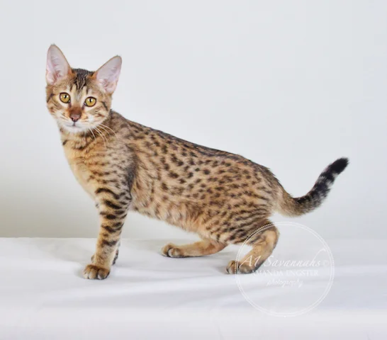 A1 Savannahs SBT Female Nadia Savannah Kitten - Savannah Cats and Kittens For Sale 