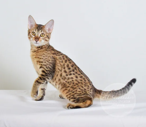 A1 Savannahs SBT Female Nadia Savannah Kitten - Savannah Cats and Kittens For Sale 