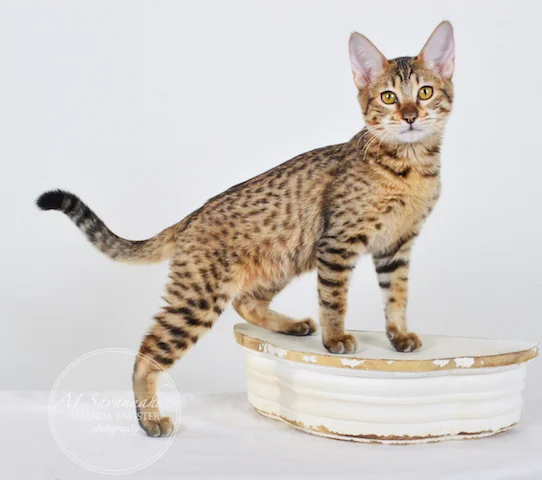 A1 Savannahs SBT Female Nadia Savannah Kitten - Savannah Cats and Kittens For Sale 