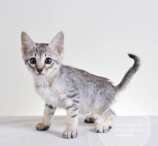 Eko F6 Male Savannah Kitten — A1 Savannahs