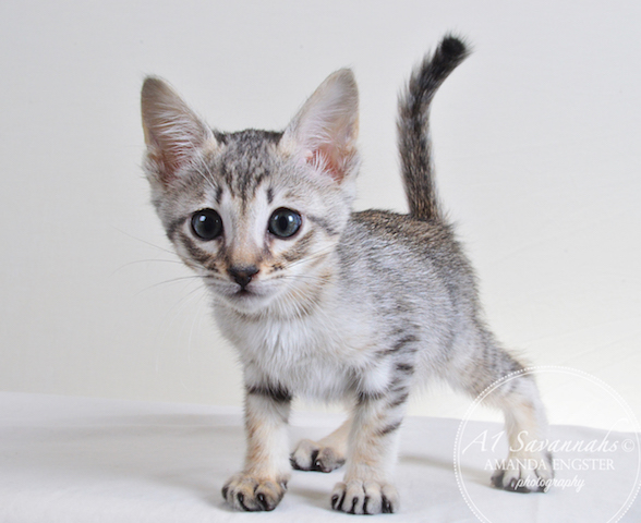 A1 Savannahs F6 Male Eko Savannah Kitten - Savannah Cats and Kittens For Sale 
