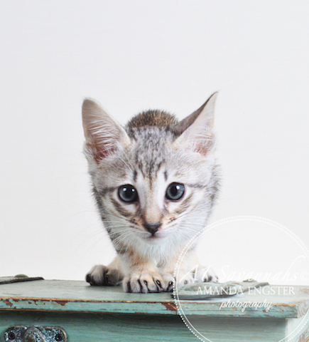 A1 Savannahs F6 Male Eko Savannah Kitten - Savannah Cats and Kittens For Sale 