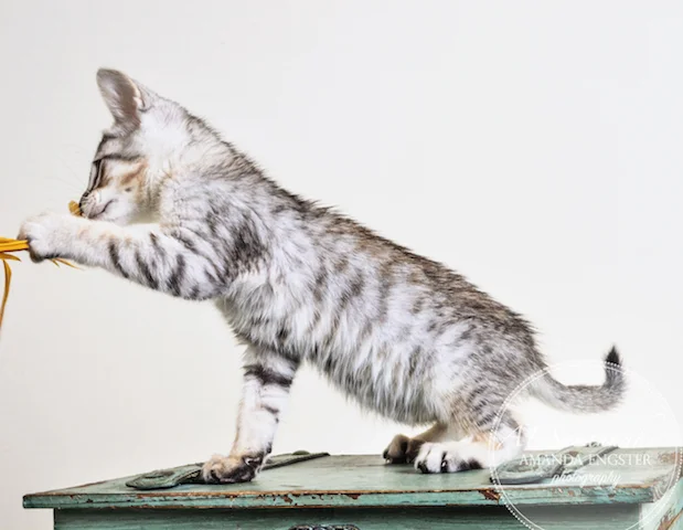 Eko F6 Male Savannah Kitten — A1 Savannahs