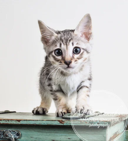A1 Savannahs F6 Male Eko Savannah Kitten - Savannah Cats and Kittens For Sale 