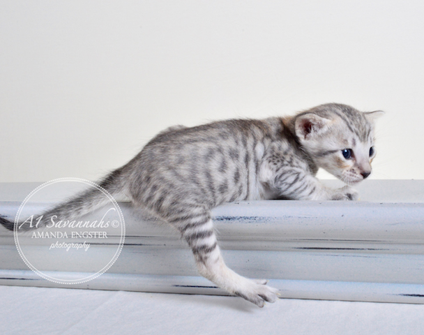 A1 Savannahs F6 Male Eko Savannah Kitten - Savannah Cats and Kittens For Sale 