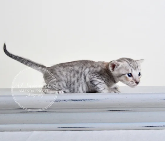 A1 Savannahs F6 Male Eko Savannah Kitten - Savannah Cats and Kittens For Sale 