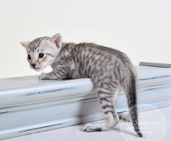 A1 Savannahs F6 Male Eko Savannah Kitten - Savannah Cats and Kittens For Sale 
