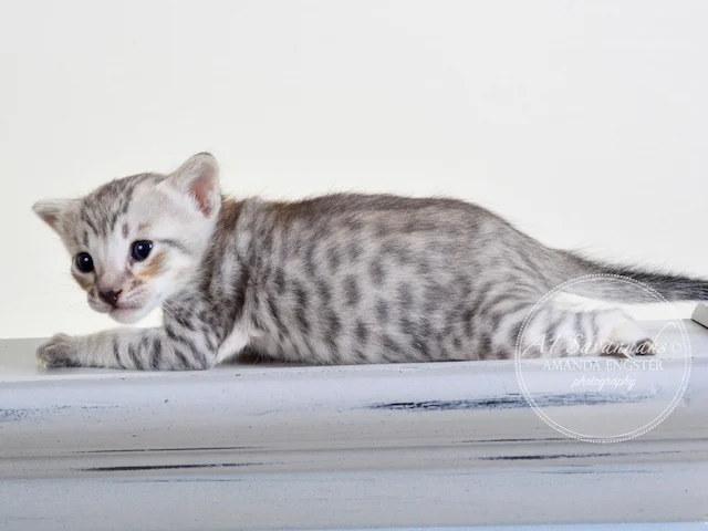 A1 Savannahs F6 Male Eko Savannah Kitten - Savannah Cats and Kittens For Sale 