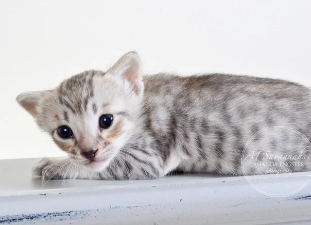 A1 Savannahs F6 Male Eko Savannah Kitten - Savannah Cats and Kittens For Sale 