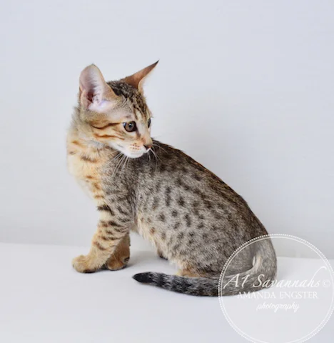 A1Savannahs Reagan SBT Male Savannah Kitten - Savannah Cats and Kittens For Sale 