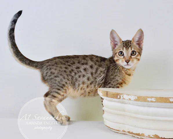 A1Savannahs Reagan SBT Male Savannah Kitten - Savannah Cats and Kittens For Sale 