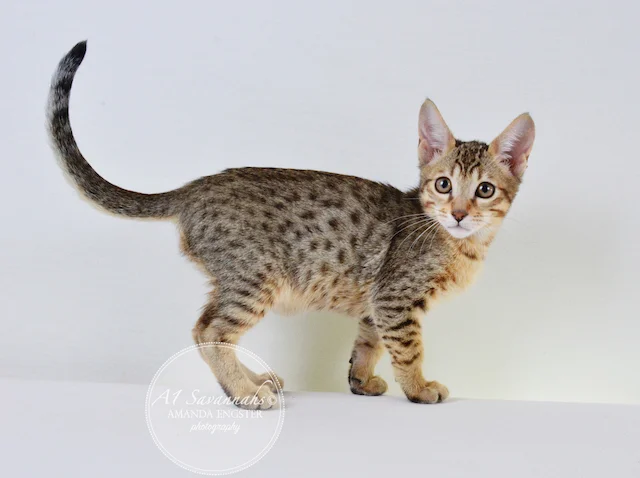A1Savannahs Reagan SBT Male Savannah Kitten - Savannah Cats and Kittens For Sale 