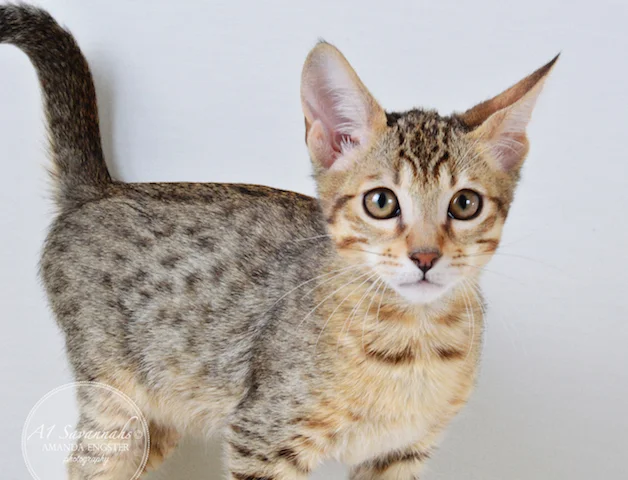 A1Savannahs Reagan SBT Male Savannah Kitten - Savannah Cats and Kittens For Sale 