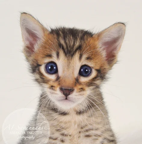 A1 Savannahs Mason F5 Male Savannah Kitten - Savannah Cats and Kittens For Sale 