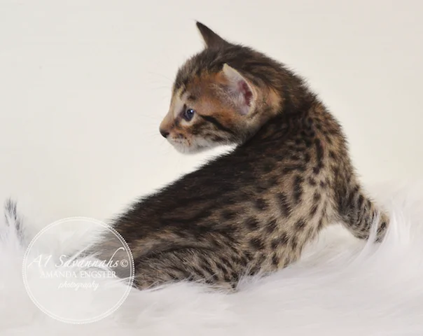 A1 Savannahs Mason F5 Male Savannah Kitten - Savannah Cats and Kittens For Sale 