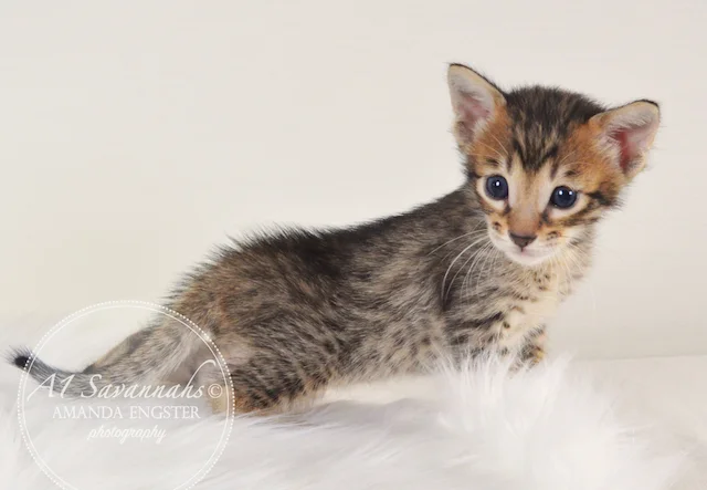 A1 Savannahs Mason F5 Male Savannah Kitten - Savannah Cats and Kittens For Sale 