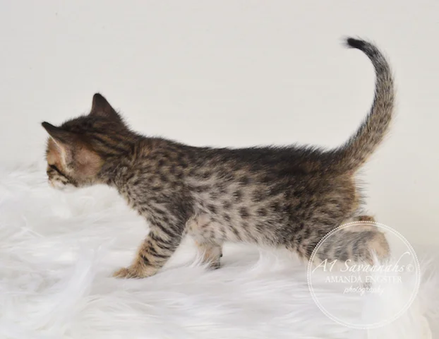 A1 Savannahs Mason F5 Male Savannah Kitten - Savannah Cats and Kittens For Sale 