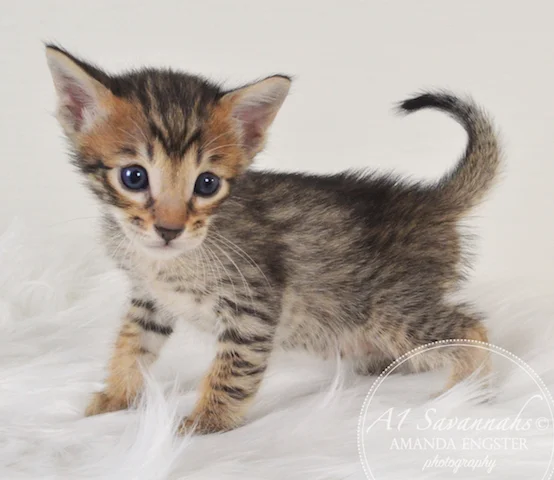 A1 Savannahs Mason F5 Male Savannah Kitten - Savannah Cats and Kittens For Sale 