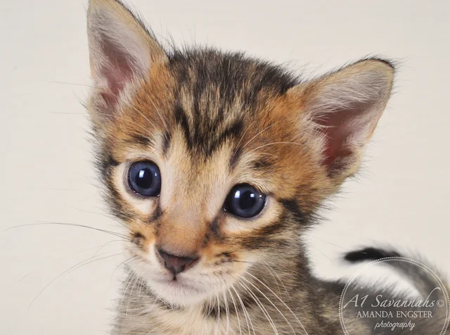 A1 Savannahs Mason F5 Male Savannah Kitten - Savannah Cats and Kittens For Sale 