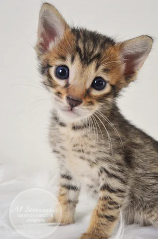 A1 Savannahs Mason F5 Male Savannah Kitten - Savannah Cats and Kittens For Sale 