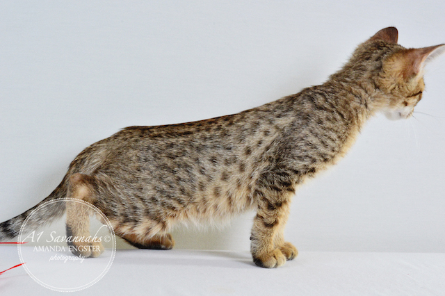 A1 Savannahs Mason F5 Male Savannah Kitten - Savannah Cats and Kittens For Sale 