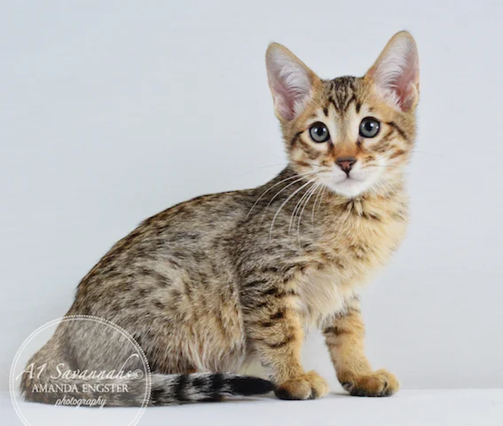 A1 Savannahs Mason F5 Male Savannah Kitten - Savannah Cats and Kittens For Sale 