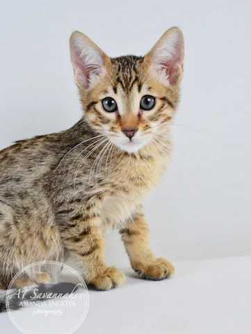 A1 Savannahs Mason F5 Male Savannah Kitten - Savannah Cats and Kittens For Sale 