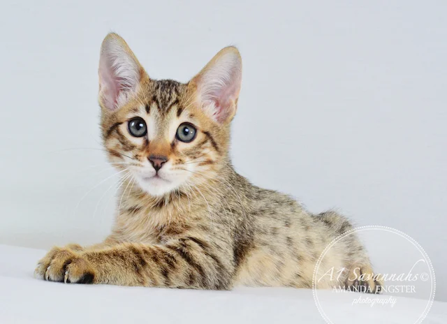 A1 Savannahs Mason F5 Male Savannah Kitten - Savannah Cats and Kittens For Sale 