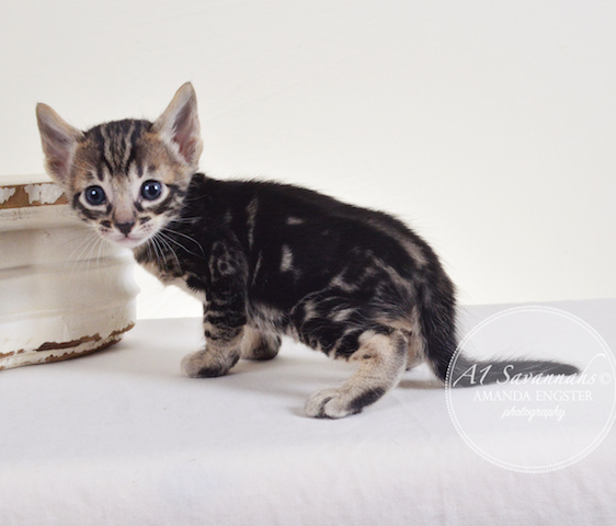 A1 Savannahs F5 Male Atticus Savannah Kitten - Savannah Cats and Kittens For Sale 