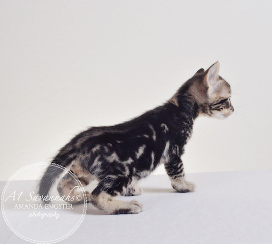 A1 Savannahs F5 Male Atticus Savannah Kitten - Savannah Cats and Kittens For Sale 