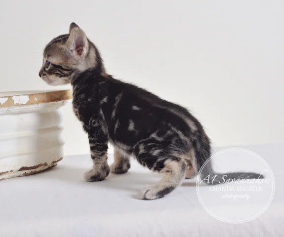 A1 Savannahs F5 Male Atticus Savannah Kitten - Savannah Cats and Kittens For Sale 