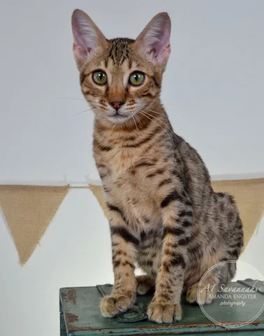 A1 Savannahs F5A Male Hayden Savannah Kitten - Savannah Cats and Kittens For Sale 