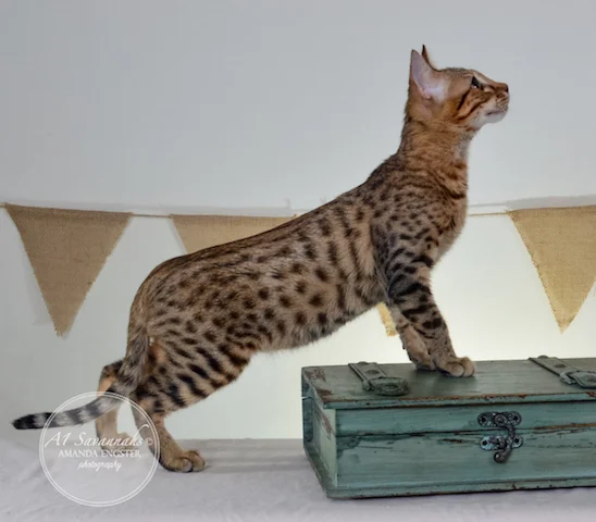 A1 Savannahs F5A Male Hayden Savannah Kitten - Savannah Cats and Kittens For Sale 