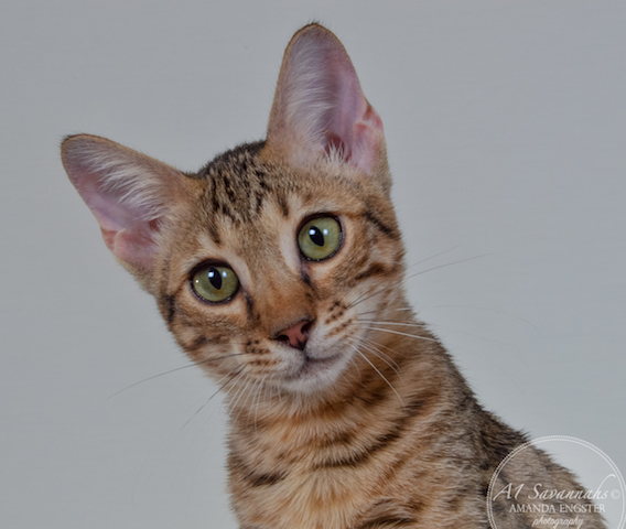 A1 Savannahs F5A Male Hayden Savannah Kitten - Savannah Cats and Kittens For Sale 
