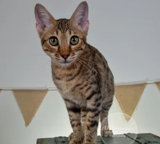 A1 Savannahs F5A Male Hayden Savannah Kitten - Savannah Cats and Kittens For Sale 