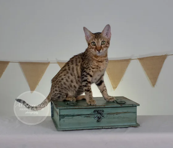 A1 Savannahs F5A Male Hayden Savannah Kitten - Savannah Cats and Kittens For Sale 