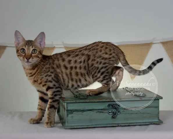 A1 Savannahs F5A Male Hayden Savannah Kitten - Savannah Cats and Kittens For Sale 