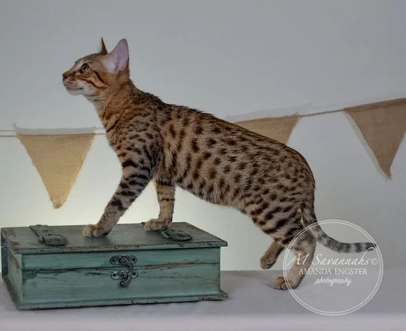 A1 Savannahs F5A Male Hayden Savannah Kitten - Savannah Cats and Kittens For Sale 